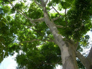 Leopard Tree Exotic Tree - Caesalpinia ferrea - 10 Seeds