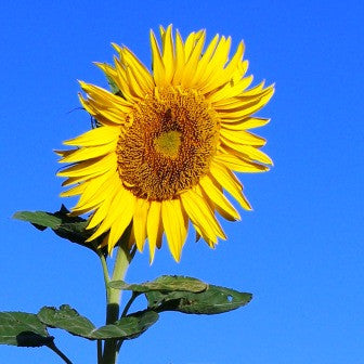 Giant Sunflower - Bulk Edible Flower Seeds