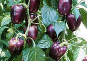Purple Beauty Sweet Bell Pepper - Capsicum Annuum - Seeds