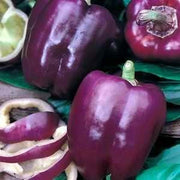 Purple Beauty Sweet Bell Pepper - Capsicum Annuum - Seeds