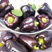 Purple Beauty Sweet Bell Pepper - Capsicum Annuum - Seeds