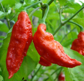 Ghost Pepper - Bhut Jolokia Chilli Pepper Seeds | Seeds for Africa