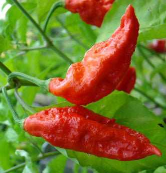 Ghost Pepper - Bhut Jolokia Chilli Pepper - Capsicum Chinense - Seeds