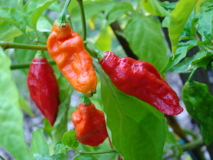 Ghost Pepper - Bhut Jolokia Chilli Pepper - Capsicum Chinense - Seeds