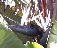 Strelizia Nicolai Evergreen Tree - Natal Wild Banana - Great White Bird of Paradise - Seeds