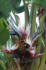 Strelizia Nicolai Evergreen Tree - Natal Wild Banana - Great White Bird of Paradise - Seeds