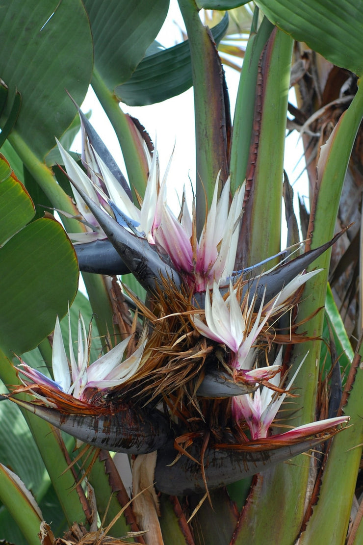 Strelizia Nicolai Evergreen Tree - Natal Wild Banana - Great White Bird of Paradise - Seeds