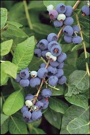 Northern Highbush Blueberry - Fruit Shrub / Tree - Vaccinium Corymbosum - 10 Seeds
