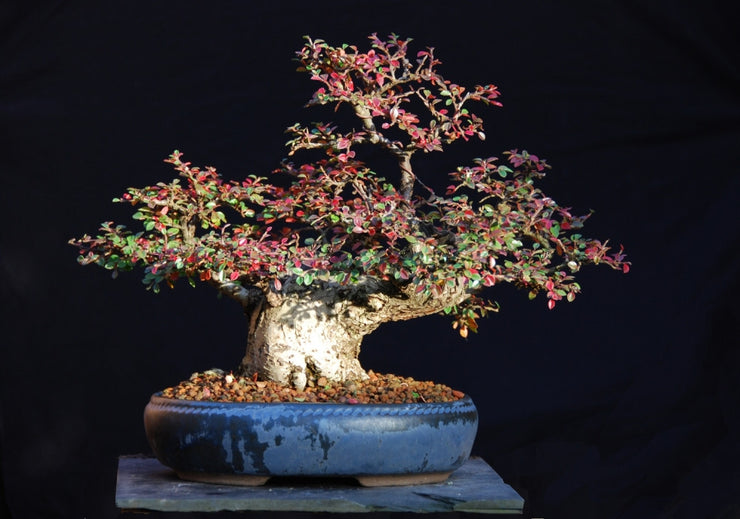 Rockspray CotonEaster - Bonsai Tree - Cotoneaster Horizontalis - 5 Seeds