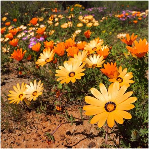 Mixed Colour African Daisy Aurantiaca Mix - Bulk Flower Seeds