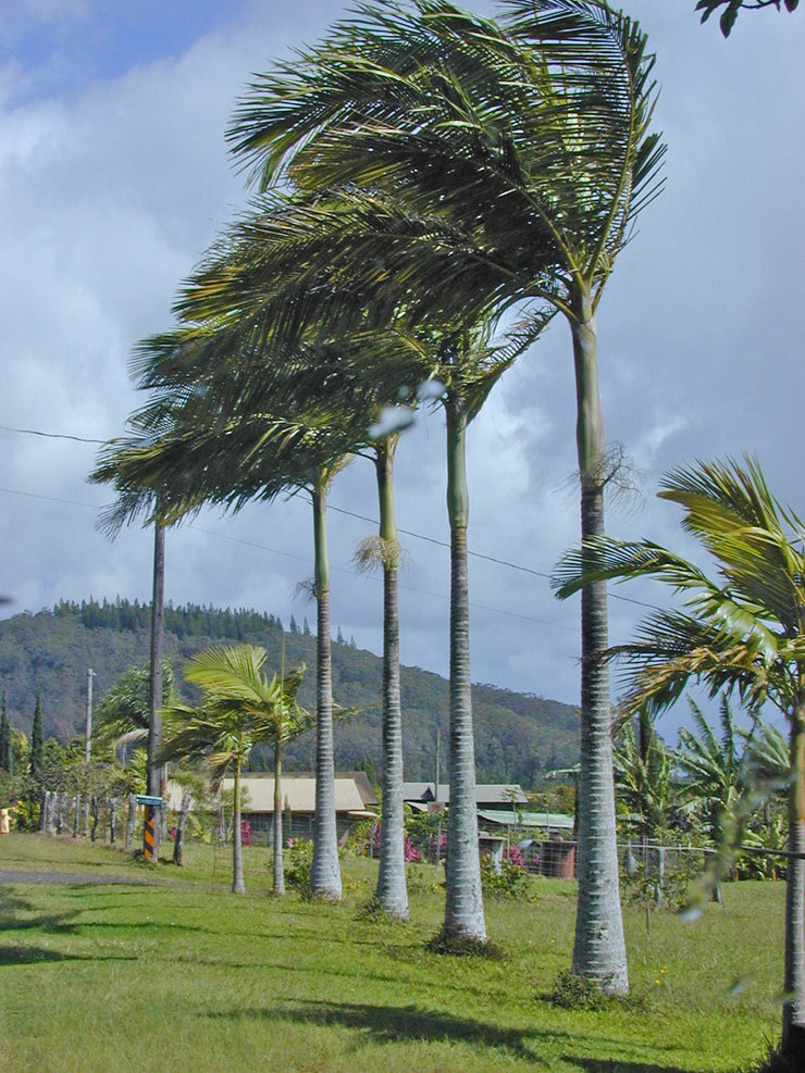Alexander Palm - Royal Palm - Archontophoenix Alexandrae  - Exotic Palm - 10 Seeds