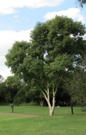 natal lavender tree Heteropyxis natalensis - Lavender Tree Seeds