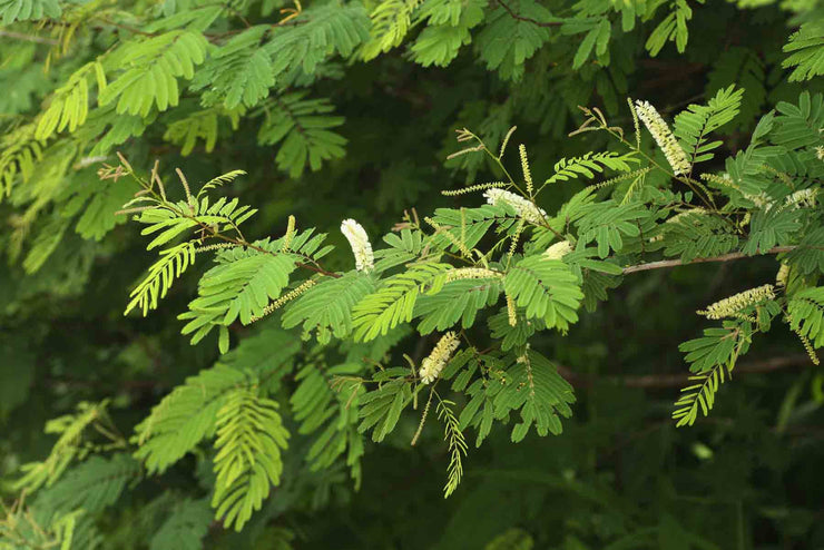 Senegalia / Acacia ataxacantha - Flame Thorn Tree - Vlamdoring - Indigenous South African Tree - 10 Seeds