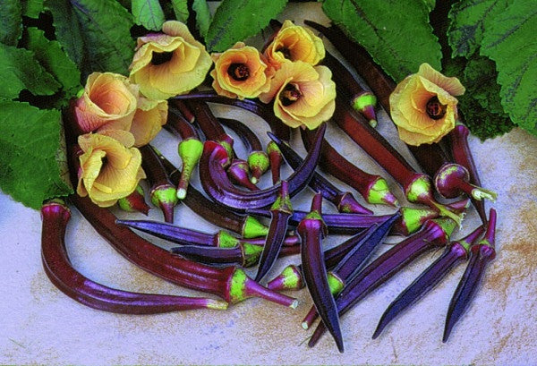 Red Burgundy Okra - Abelmoscgus Esculentus - Vegetable - 30 Seeds