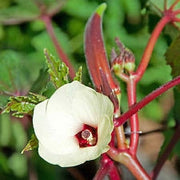 Red Burgundy Okra - Abelmoscgus Esculentus - Vegetable - 30 Seeds