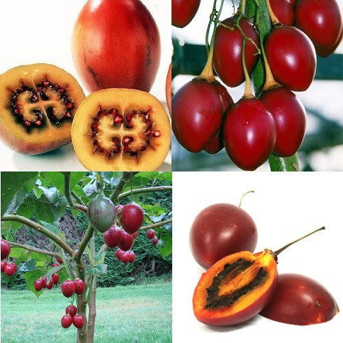 Tamarillo Fruit - Solanum Betaceum - Exotic Fruit Tree - 5 Seeds