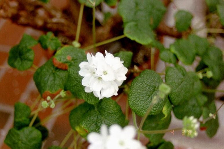 Pelargonium Cotyledonis - Caudex forming - Old Father Live-forever - Rare Succulent - 5 Seeds