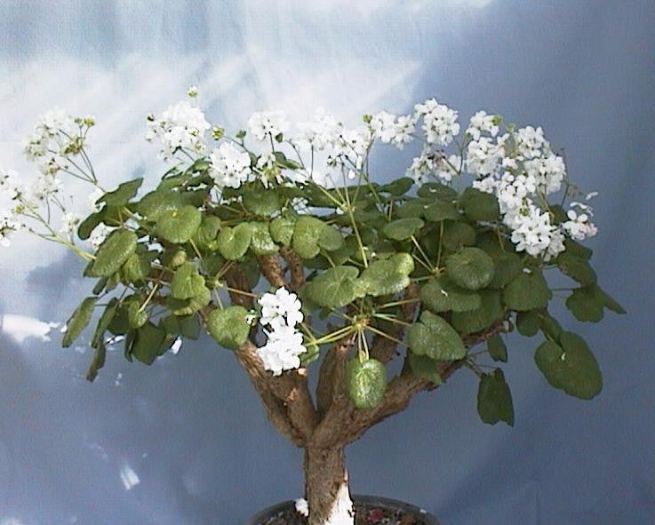 are geraniums succulents Pelargonium Cotyledonis Seeds