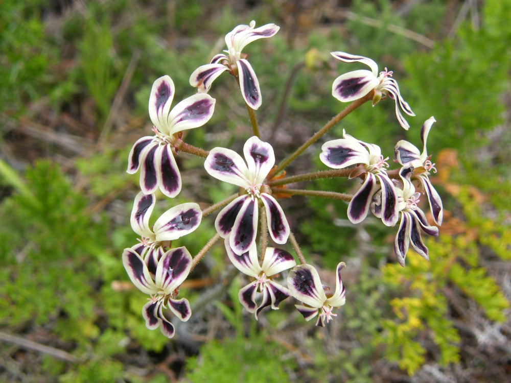Pelargonium Lobatum - Vine Leaf Pelargonium Seeds | Seeds for Africa