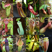 Nepenthes mixed species - Monkey Cups - Tropical Pitcher Plant - Carnivorous Plant - 10 Seeds