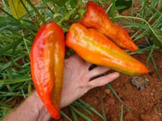 Giant Aconcagua Sweet Pepper - Capsicum Annuum - 5 Seeds