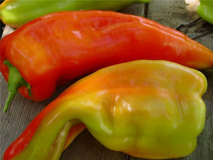 Giant Aconcagua Sweet Pepper - Capsicum Annuum - 5 Seeds