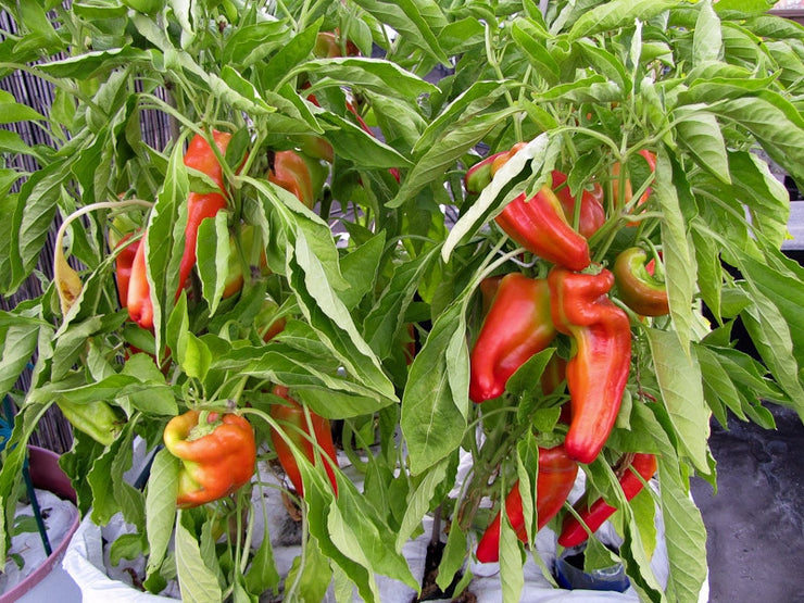 Giant Aconcagua Sweet Pepper - Capsicum Annuum - 5 Seeds