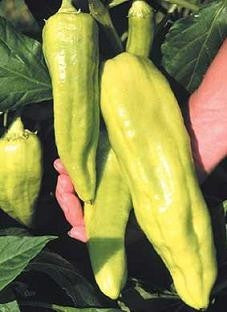 Giant Aconcagua Sweet Pepper - Capsicum Annuum - 5 Seeds