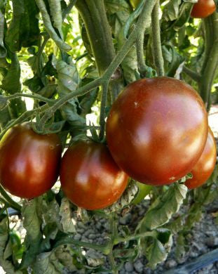 Black Prince Tomato - Lycopersicon Esculentum - Russian Heirloom Vegetable - 5 Seeds