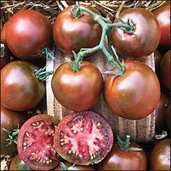 Black Prince Tomato - Lycopersicon Esculentum - Russian Heirloom Vegetable - 5 Seeds