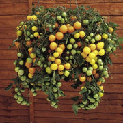 Tumbling Tom Yellow Tomato - Trailing Vine - Container - Lycopersicon Esculentum - 5 Seeds