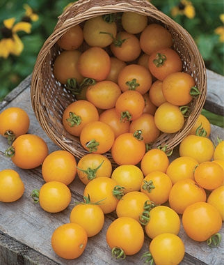 Tumbling Tom Yellow Tomato - Trailing Vine - Container - Lycopersicon Esculentum - 5 Seeds