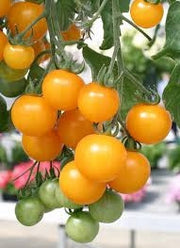 Tumbling Tom Yellow Tomato - Trailing Vine - Container - Lycopersicon Esculentum - 5 Seeds