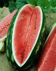 All Sweet Watermelon - ORGANIC - Citrullus Lanatus - Fruit - 15 Seeds