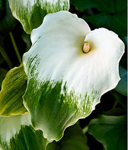 Zantedeschia Aethiopica Green Goddess - Indigenous South African Bulb - 5 Seeds