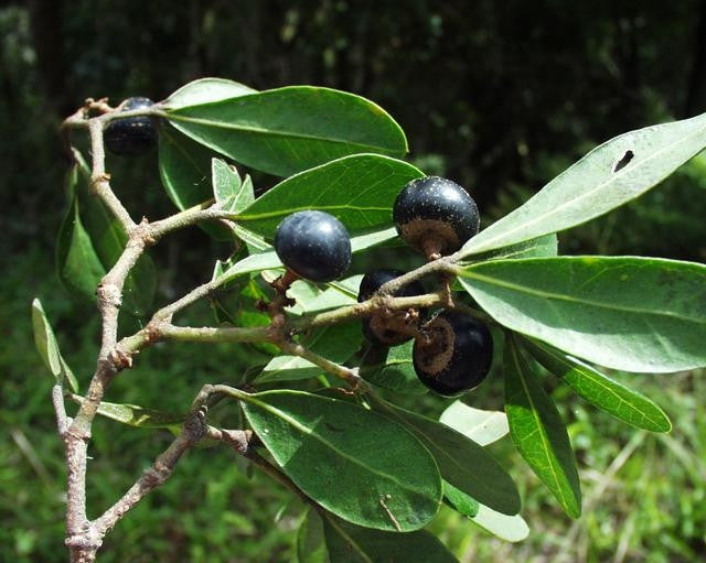 Rhoicissus Digitata Seeds Seeds for Africa