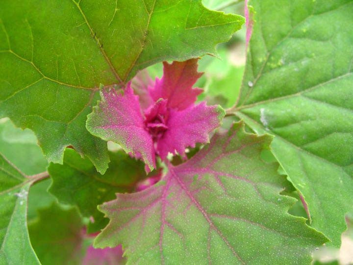 Lambsquarters- Chenopodium Album - White Goose foot - Exotic Indian Vegetable - 20 Seeds