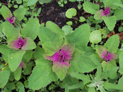 Lambsquarters- Chenopodium Album - White Goose foot - Exotic Indian Vegetable - 20 Seeds