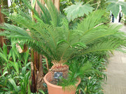 Cycad Revoluta - Sago Cycad / Sago Palm - 5 Seeds