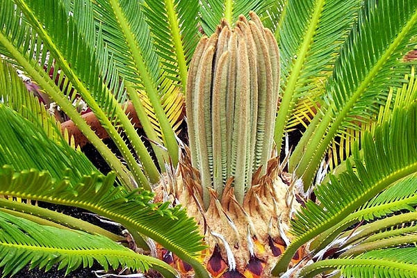 Cycad Revoluta - Sago Cycad / Sago Palm - 5 Seeds