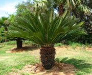 Cycad Revoluta - Sago Cycad / Sago Palm - 5 Seeds