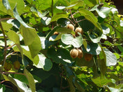 Kiwi Fruit - Actinidia deliciosa - Exotic Fruit Vine - 20 Seeds