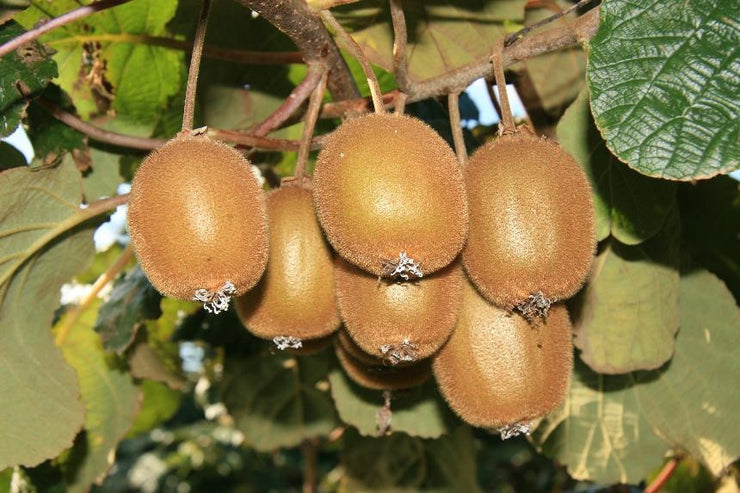 Kiwi Fruit - Actinidia deliciosa - Exotic Fruit Vine - 20 Seeds