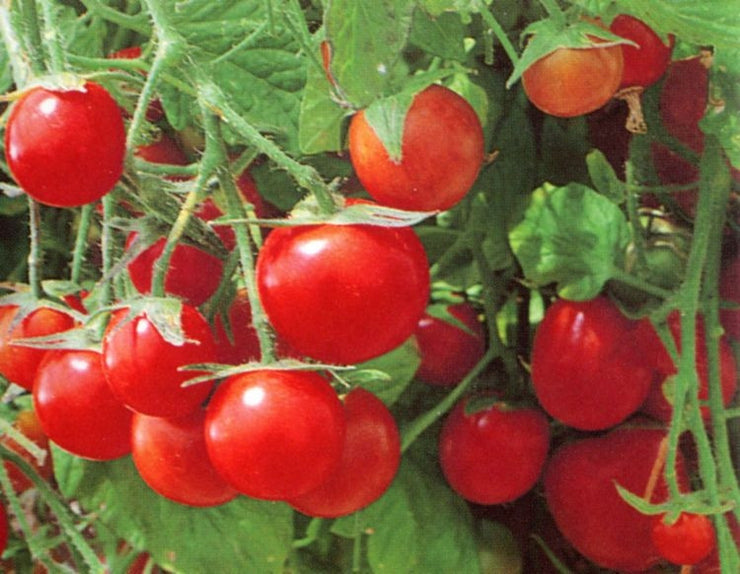 Tumbling Tom Red Tomato - Trailing Vine - Container - Lycopersicon Esculentum - 5 Seeds