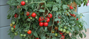 Tumbling Tom Red Tomato - Trailing Vine - Container - Lycopersicon Esculentum - 5 Seeds