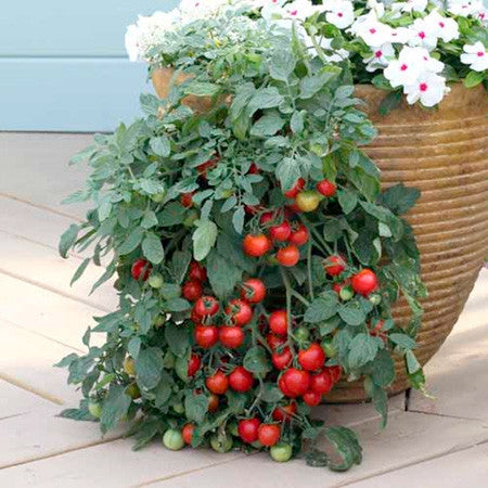 Tumbling Tom Red Tomato - Trailing Vine - Container - Lycopersicon Esculentum - 5 Seeds