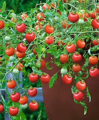 Tumbling Tom Red Tomato - Trailing Vine - Container - Lycopersicon Esculentum - 5 Seeds
