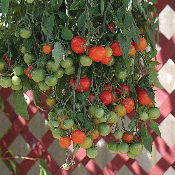 Tumbling Tom Red Tomato - Trailing Vine - Container - Lycopersicon Esculentum - 5 Seeds