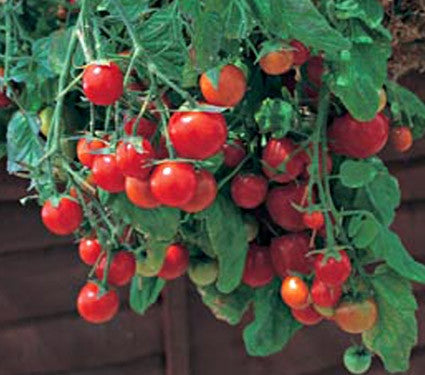 Tumbling Tom Red Tomato - Trailing Vine - Container - Lycopersicon Esculentum - 5 Seeds