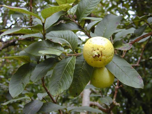 Guava Fruit Tree - Psidium Guajava - Red Fleshed Guava - 5 Seeds